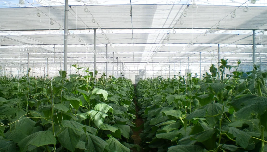 Greenteque_project_Low-Tech-Greenhouses_02