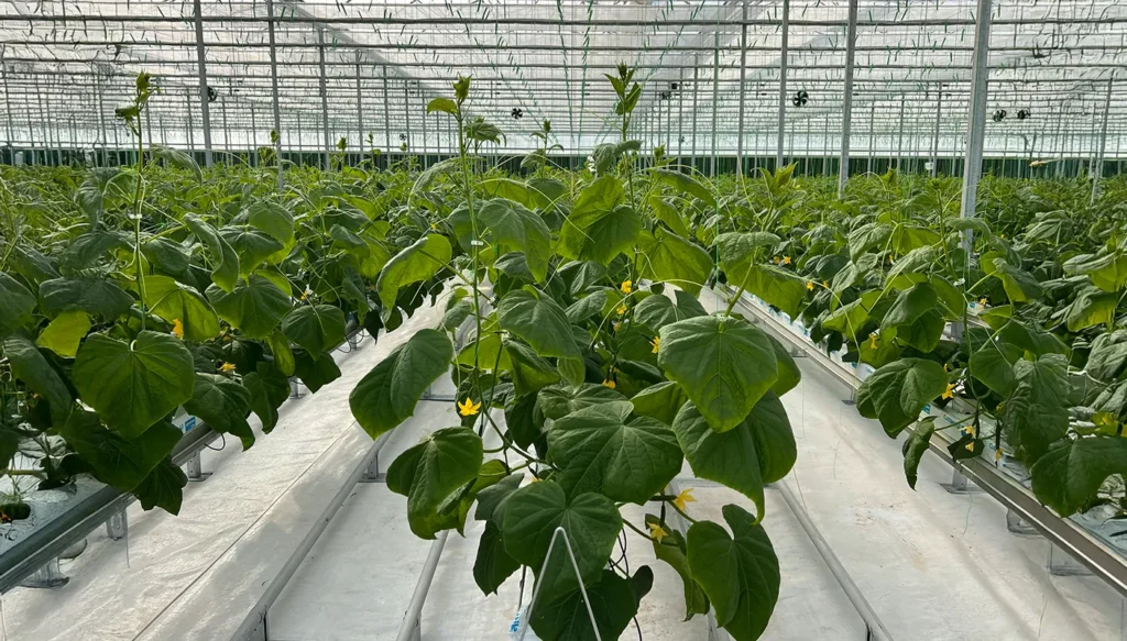 Greenteque_project_Mid-Tech-Greenhouses_06